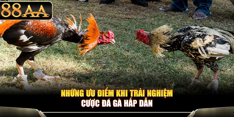 Những ưu điểm khi trải nghiệm cược đá gà hấp dẫn